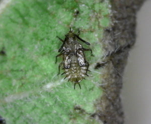 Cover photo for Lace Bugs: a Potential Problem on Azaleas, Lantana, Sycamores and Other Plants