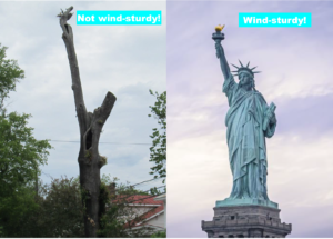 Cover photo for Wind, Trees, and Structures