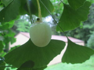 Cover photo for Ginkgo Biloba Fruit - or Something Else?