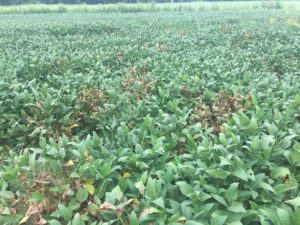 Spots of Aerial Blight within a soybean field