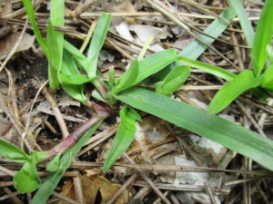 Cover photo for Doveweed: The Grassy Weed That Isn't