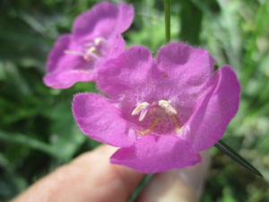 Cover photo for Agalinis Purpurea