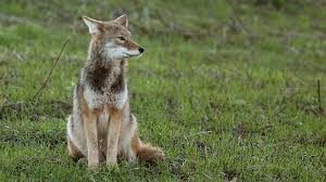 Cover photo for Managing Coyote Conflict