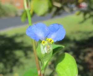 Cover photo for Common Dayflower: Attractive but Invasive
