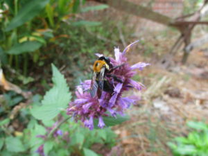 Cover photo for Consider Agastache for Pollinators and a Long Flowering Period