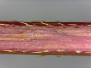 Cover photo for Arrowleaf Tearthumb (As in Tear, Tore, Torn)