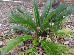 Cover photo for Sago Palm:  Worth the Trouble in Eastern NC?