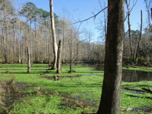 Cover photo for Parrotfeather or Proserpinaca?