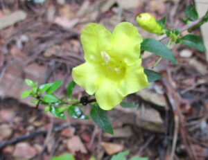 Cover photo for Aureolaria Laevigata, or Appalachian Oak-Leach