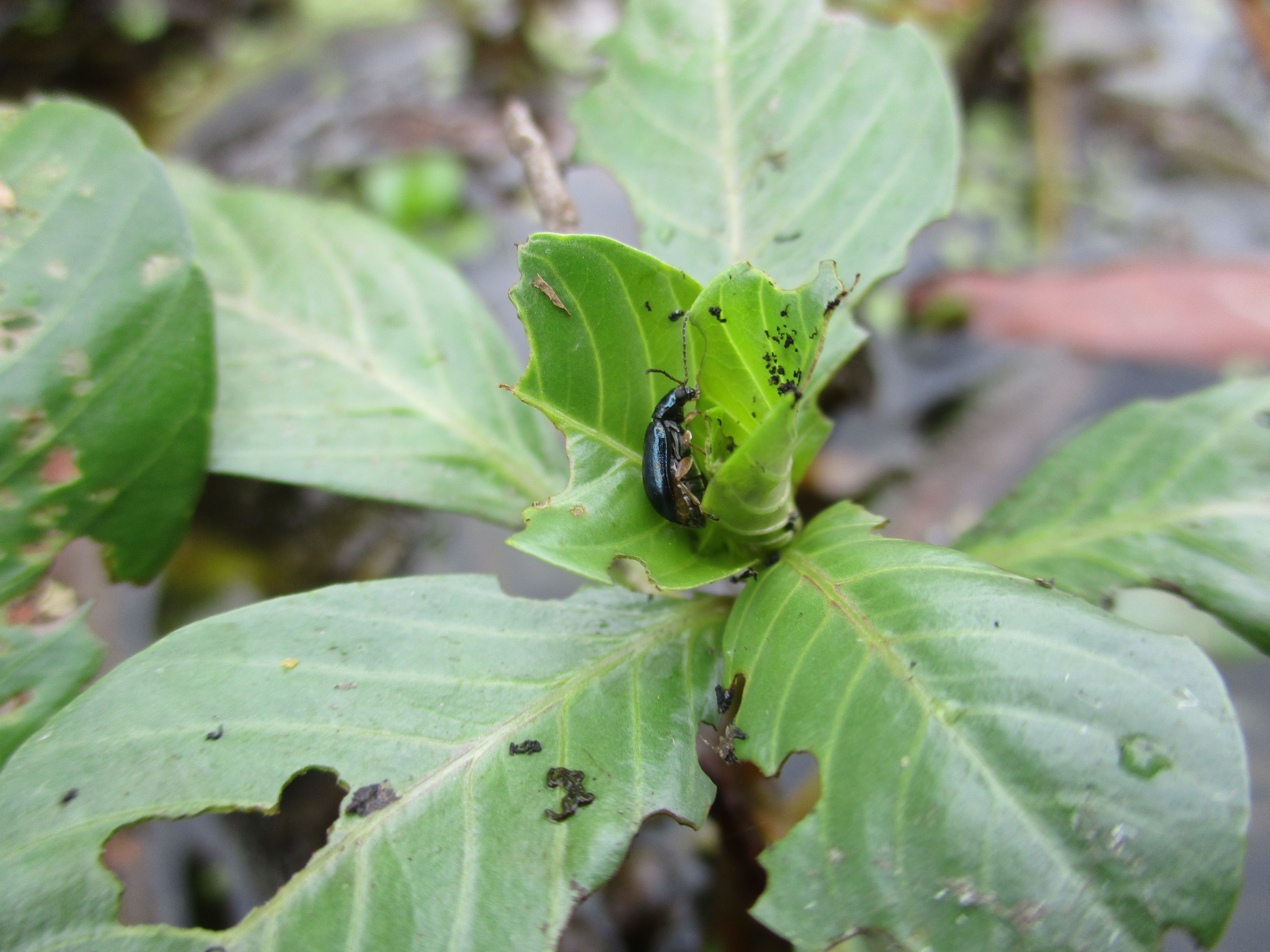 Water primrose flea beetle