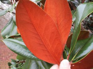 Cover photo for Southern Magnolia Leaf Variation