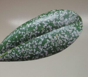Cover photo for Algal Leaf Spot
