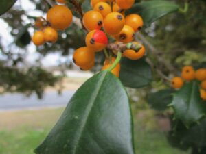 Cover photo for American Holly Chimera