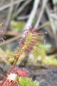 Cover photo for The Drosera and the Hexapod
