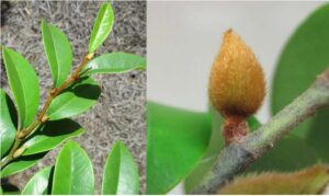 Cover photo for Banana Shrub - Used to Be a Michelia