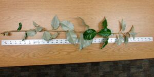 Cover photo for Elaeagnus Pungens:  Off to an Early Start