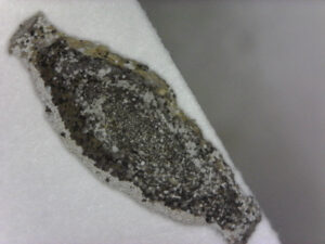 Cover photo for Casemaking Moth