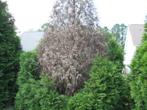 Cover photo for Privacy Screens and Plant Disease