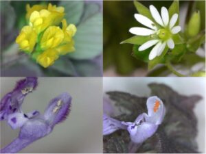 Cover photo for Spring-Flowering Turf Weeds:  Sprayer Beware