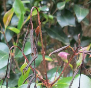 Cover photo for Widespread Cold Damage to Ligustrum Japonicum