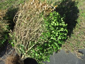 Cover photo for Boxwood Troubles:  It Might Be Nematodes