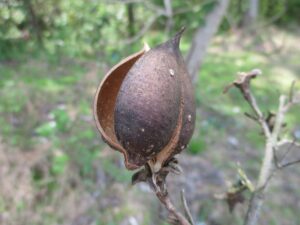 Cover photo for Princess Tree Is No Princess