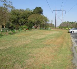 Cover photo for Centipedegrass Lawns Damaged by April Freeze