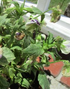 Cover photo for Twospotted Spider Mites on Pansies