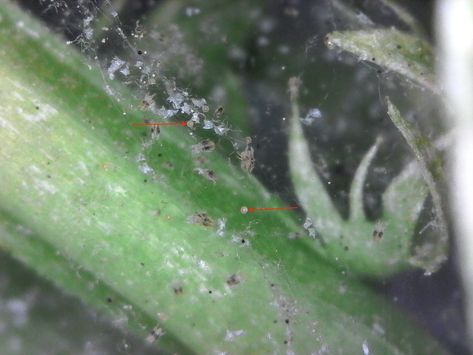 Spider mite eggs