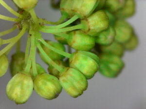 Cover photo for Comparing Muscadine Flower Buds With Developing Fruit