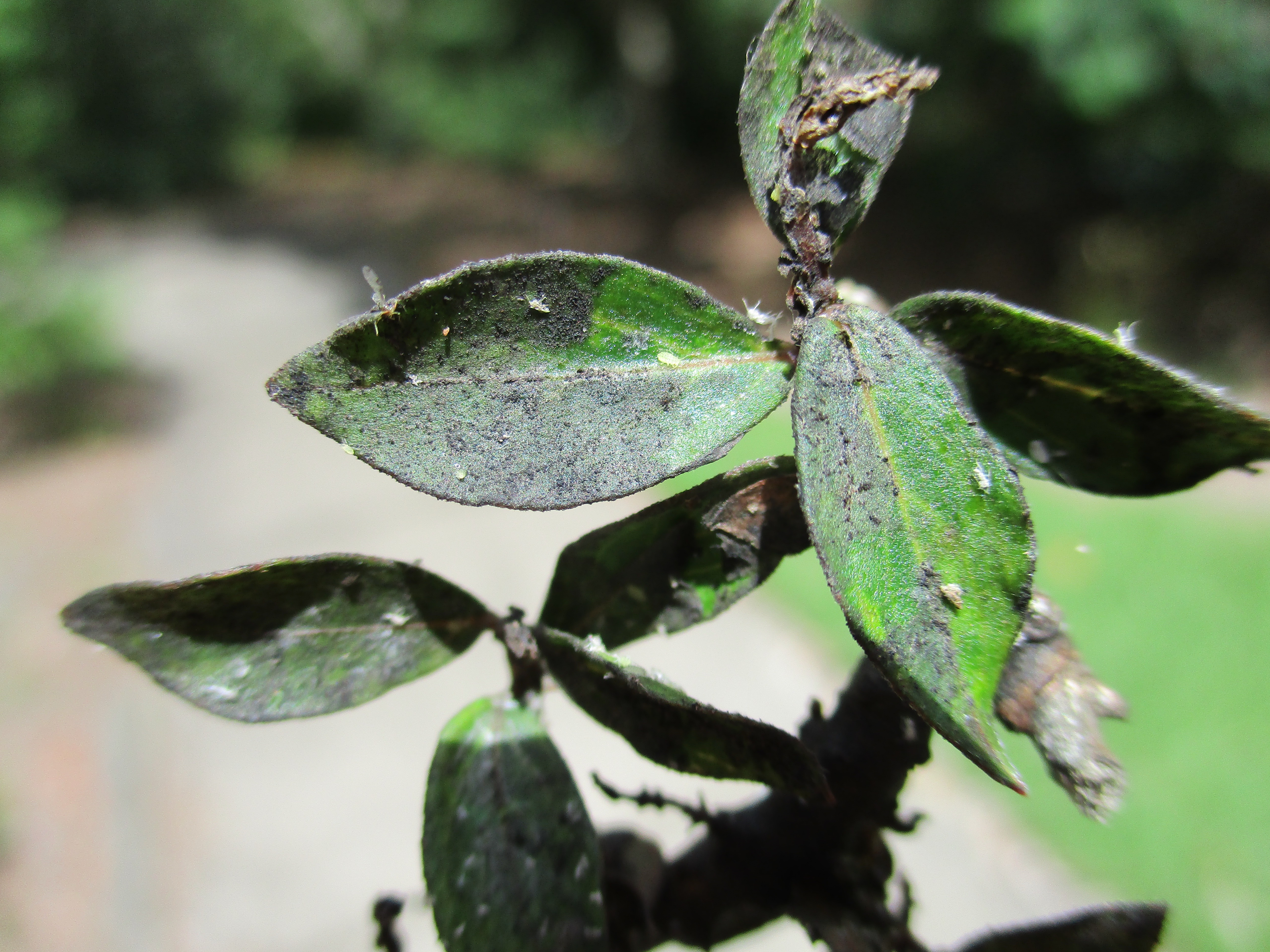 Sooty mold on the foliage of a crapemyrtle