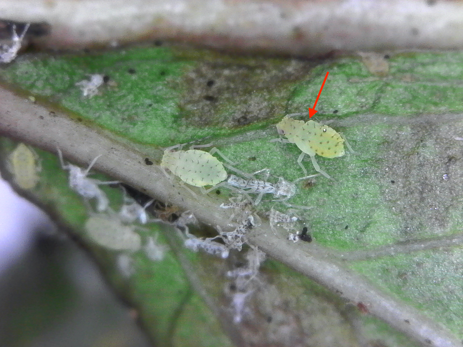 Close up of aphid