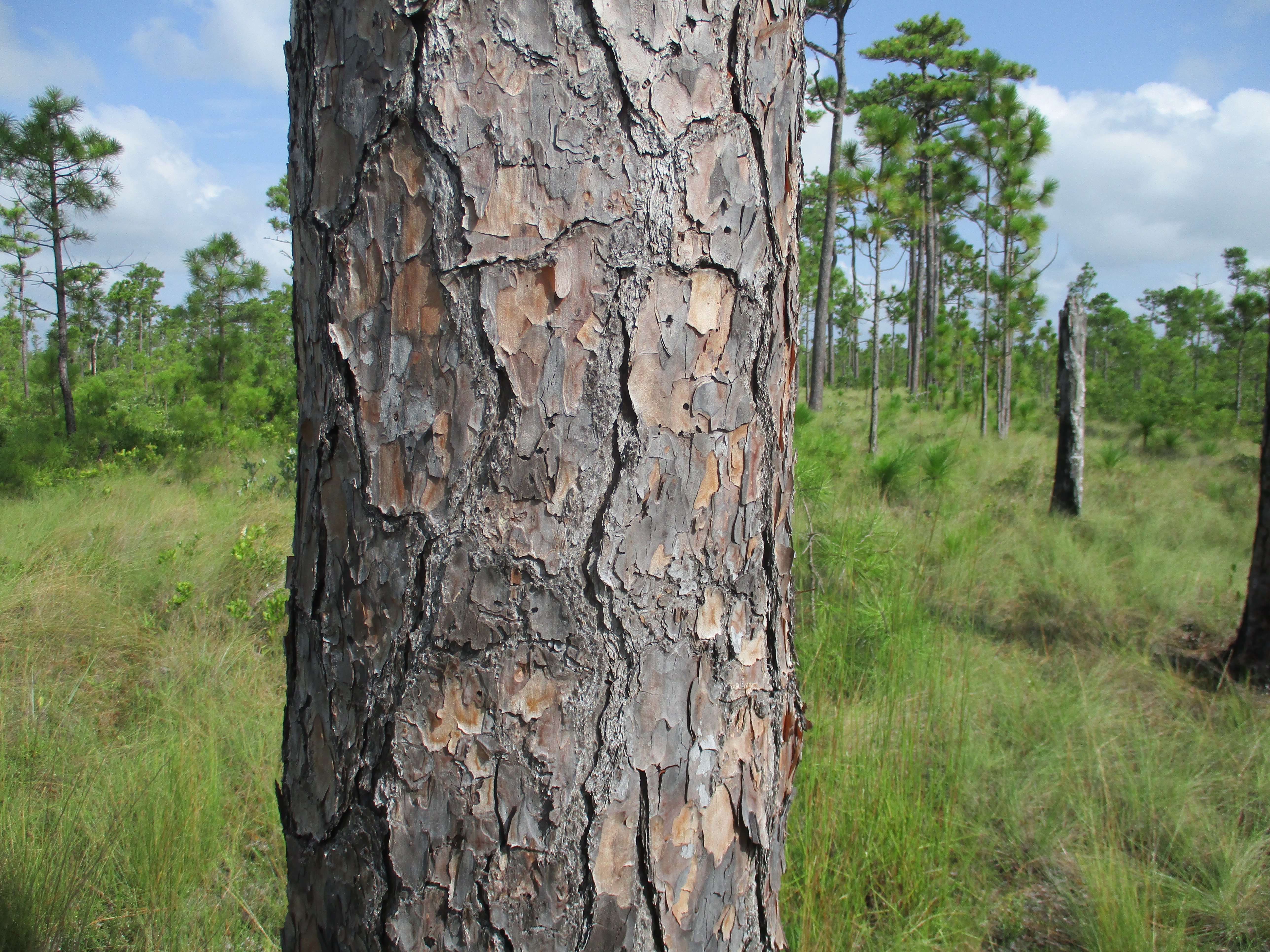 A very mature longleaf pine