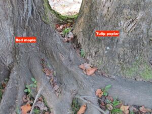 Cover photo for Root Girdling Injury to Tree Trunks