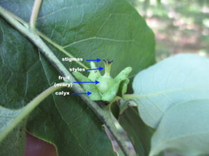 Cover photo for Persimmons in October