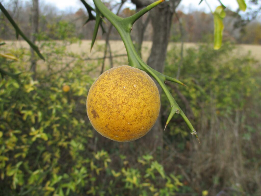 Fruit on limb