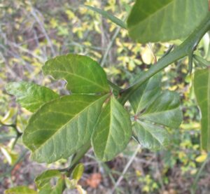 Cover photo for Poncirus Trifoliata: Friend or Foe?