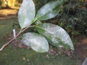 Cover photo for Inspect Camellias Now for Tea Scale