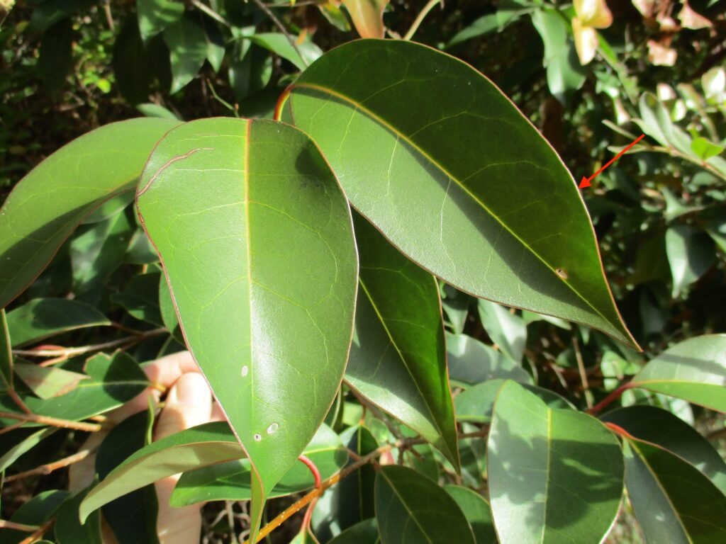 Thick leaves