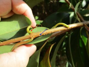 Cover photo for Ligustrum Lucidum - Just Another Invasive Privet