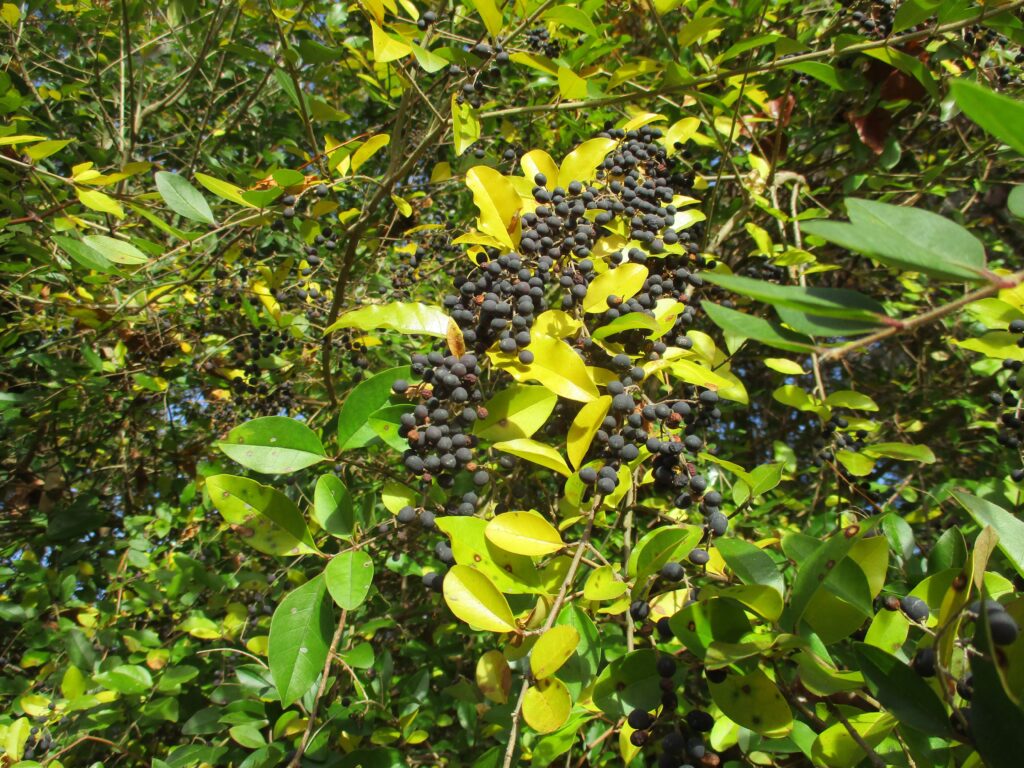 Clusters of Ligustrum sinense fruit