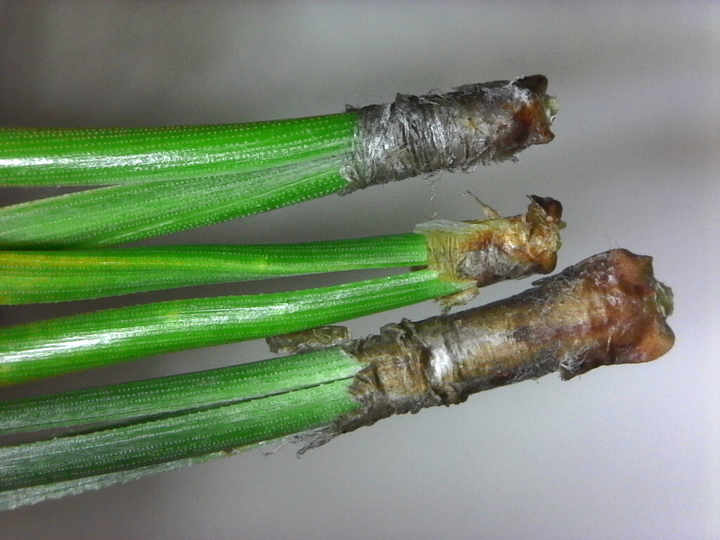 individual bundles of needles, known as fascicles