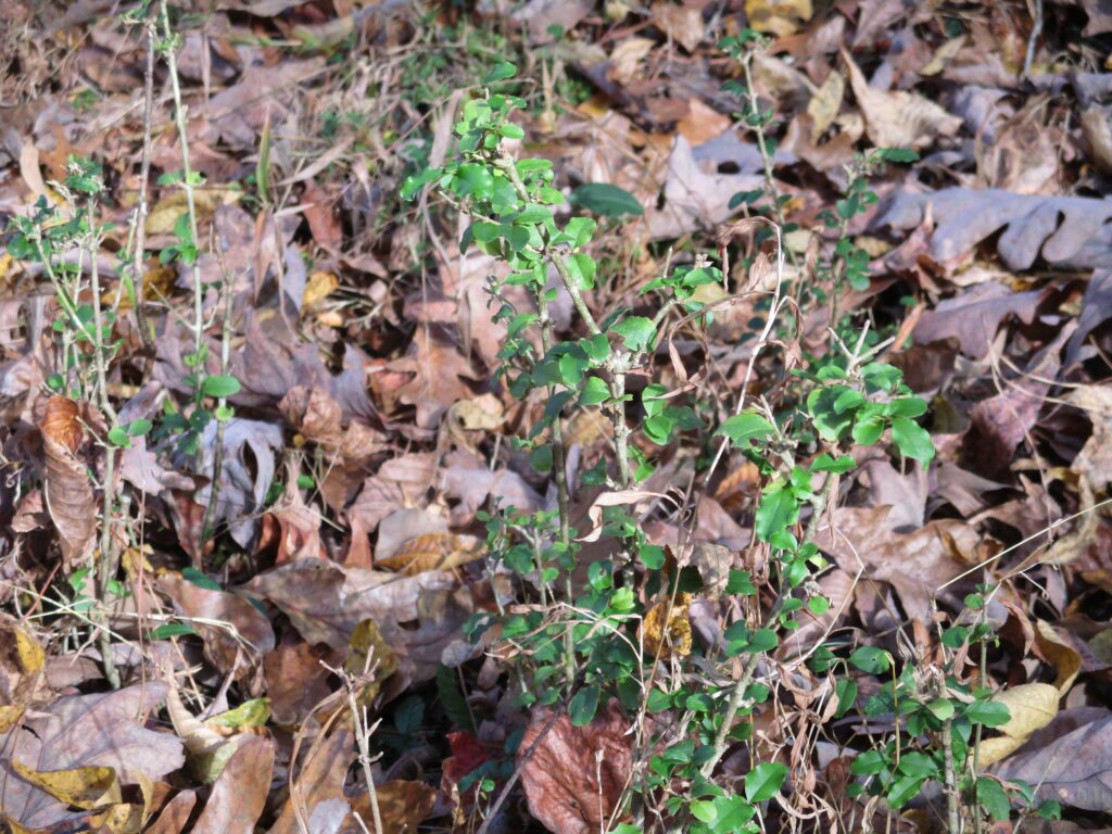 green leaves on woody stem