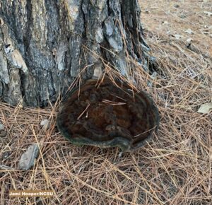 Cover photo for Tree Disease and Hurricane Season