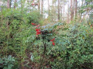 Cover photo for The Nandina Problem
