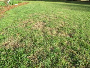 Cover photo for Centipedegrass Looking Rough? April 11 Is a Little Too Soon to Worry ...