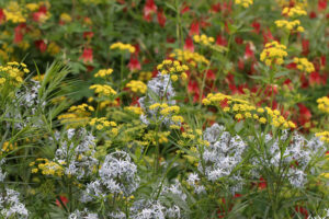 Cover photo for Register Now for a  Spring Tour of the Pollinator Paradise Garden!