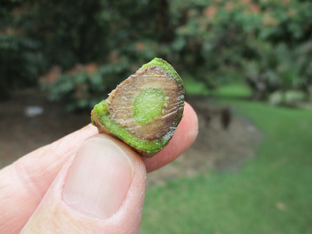 Cross-Section of Tomato Stem