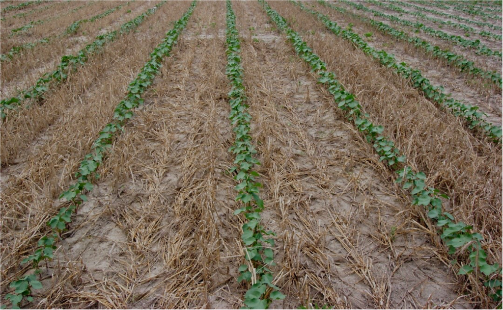 image of cotton planted into rye cover crop