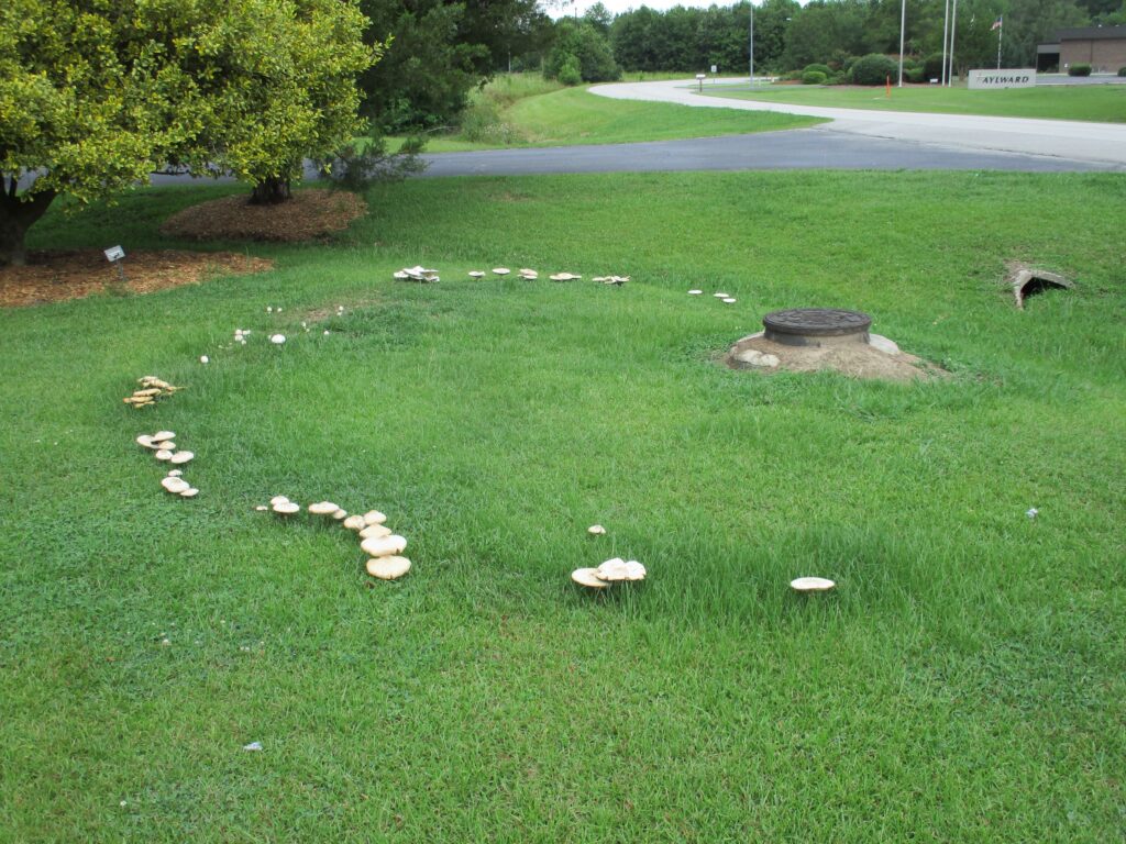 A fairy ring of large white mushrooms in a circle of grass, darker and greener than the grass around it.